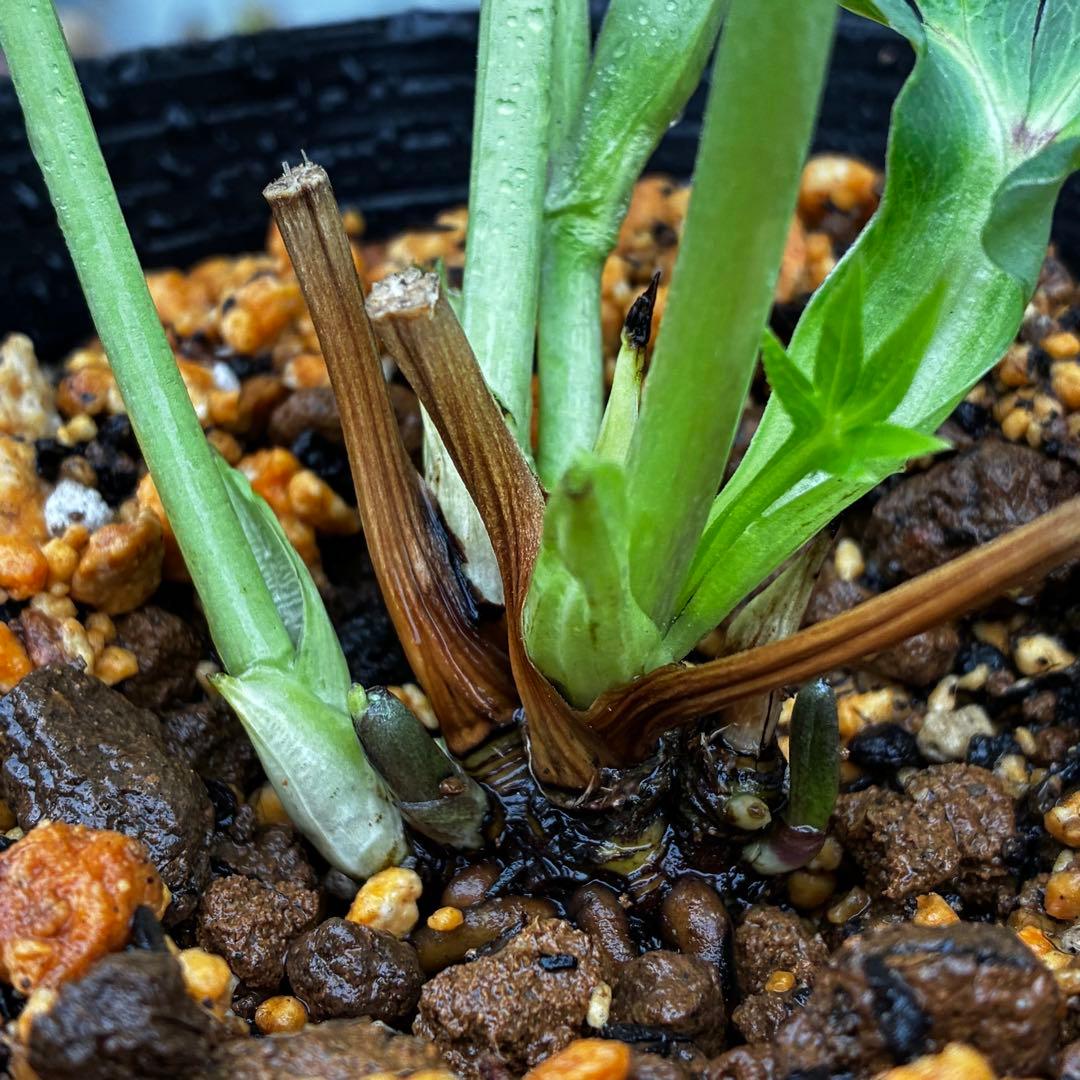 3744☘️レア☘️⭐️白抜け紅かすりピコティー⭐️小中輪⭐️コロコロ⭐️コンパクト⭐️