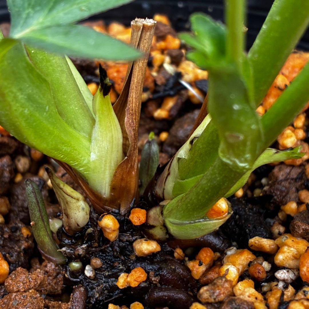 3744☘️レア☘️⭐️白抜け紅かすりピコティー⭐️小中輪⭐️コロコロ⭐️コンパクト⭐️