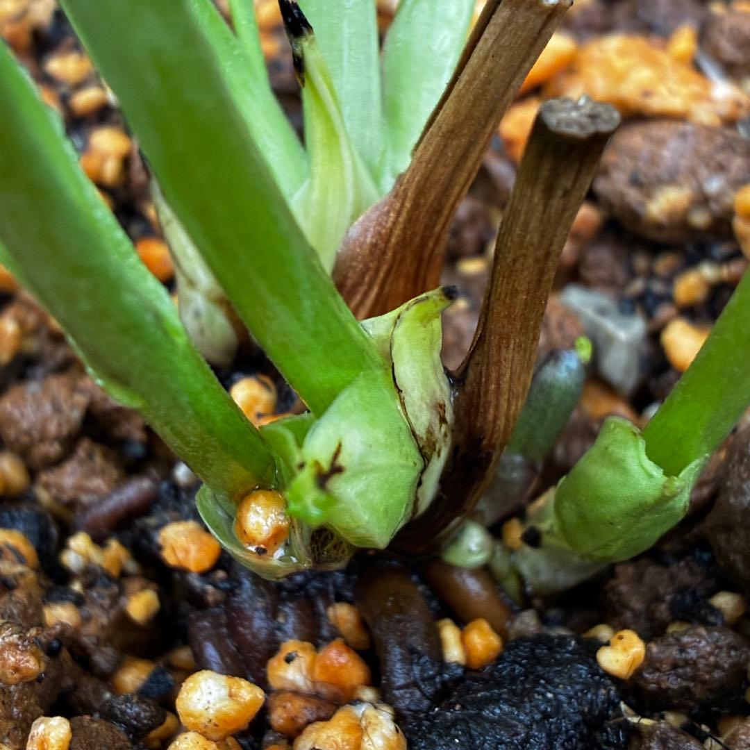 3744☘️レア☘️⭐️白抜け紅かすりピコティー⭐️小中輪⭐️コロコロ⭐️コンパクト⭐️