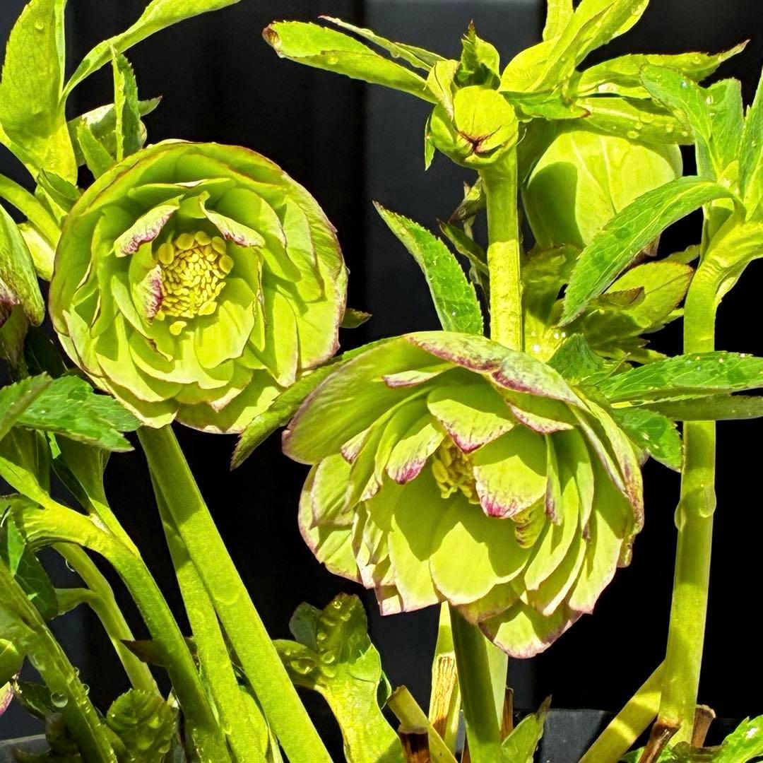 3744☘️レア☘️⭐️白抜け紅かすりピコティー⭐️小中輪⭐️コロコロ⭐️コンパクト⭐️