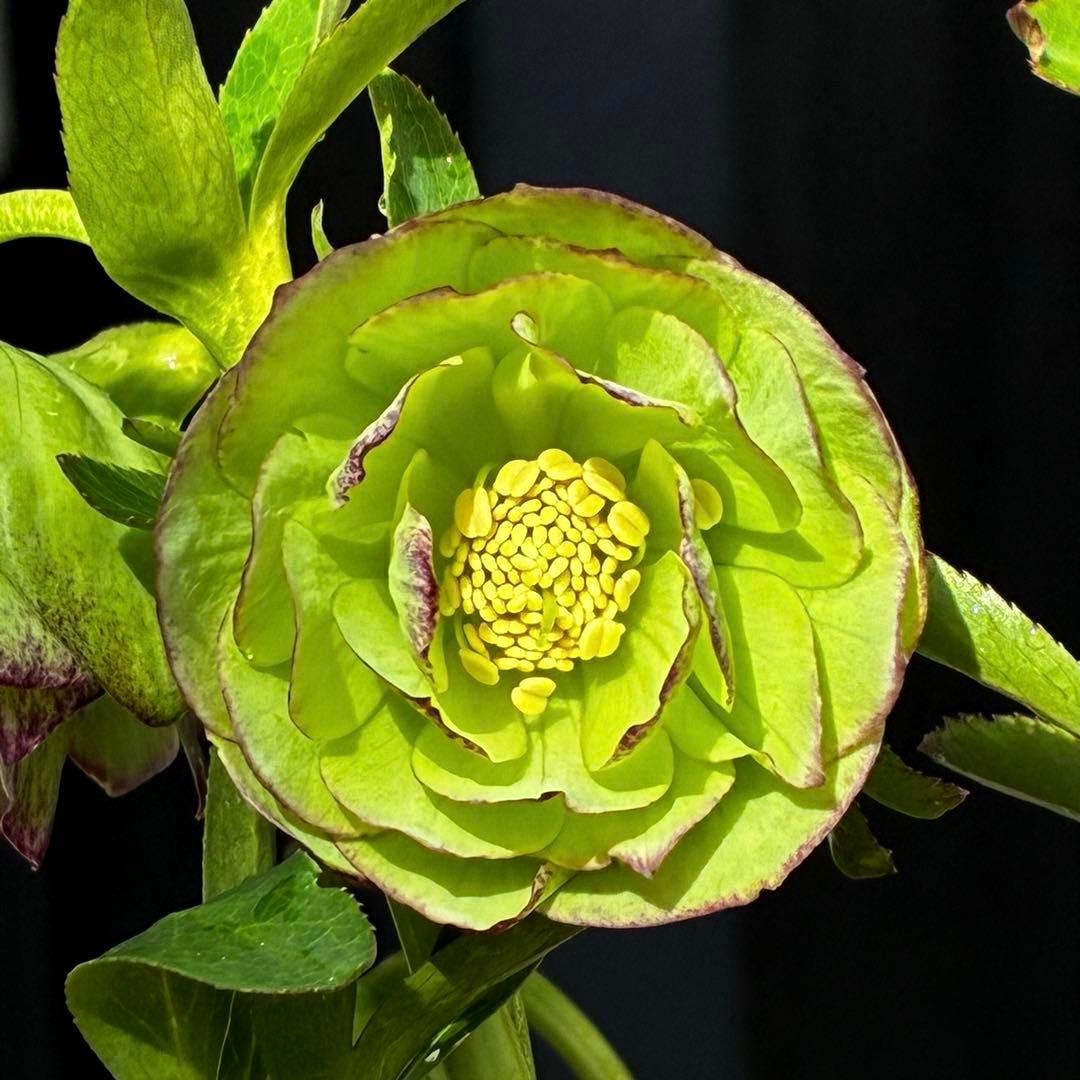 3744☘️レア☘️⭐️白抜け紅かすりピコティー⭐️小中輪⭐️コロコロ⭐️コンパクト⭐️