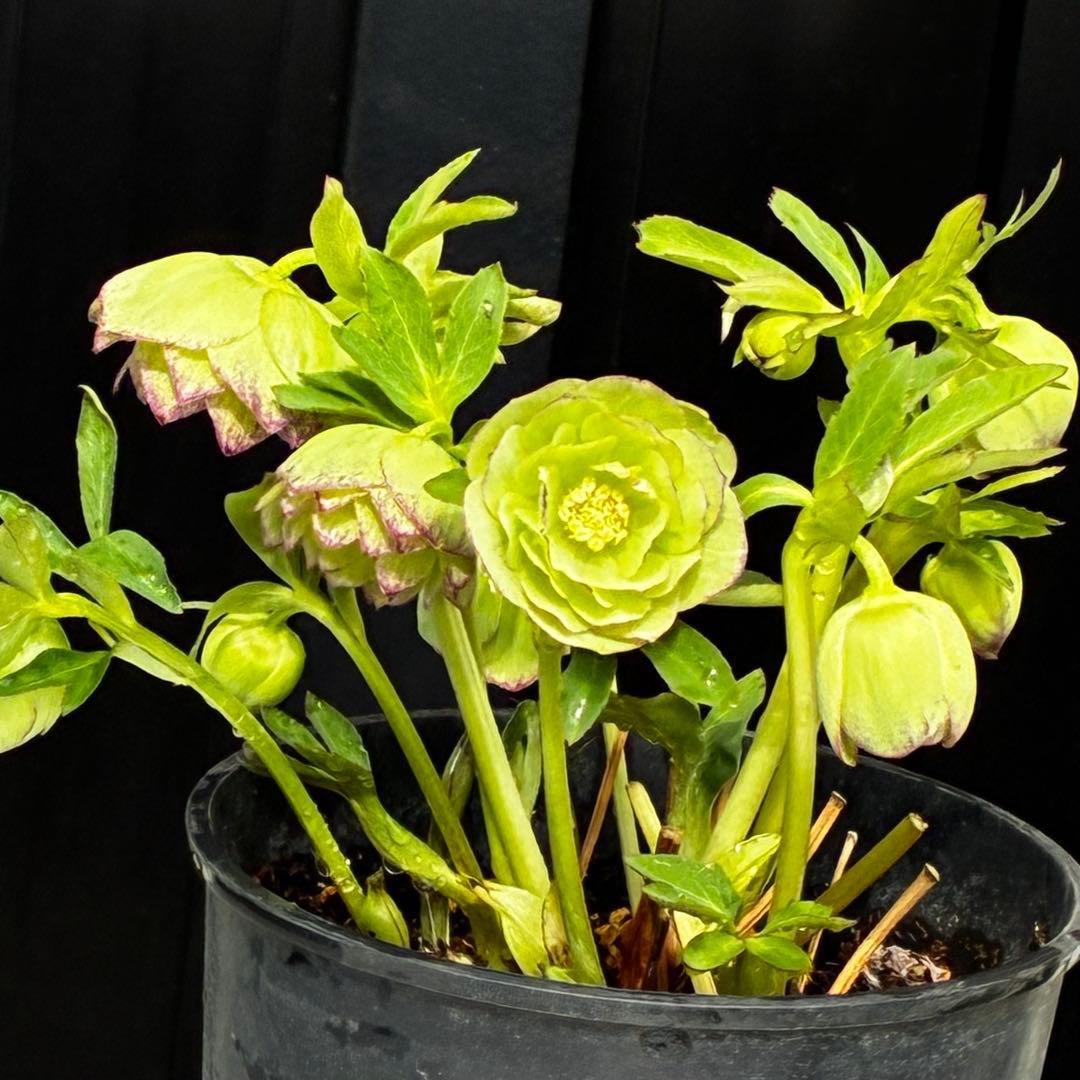 3744☘️レア☘️⭐️白抜け紅かすりピコティー⭐️小中輪⭐️コロコロ⭐️コンパクト⭐️