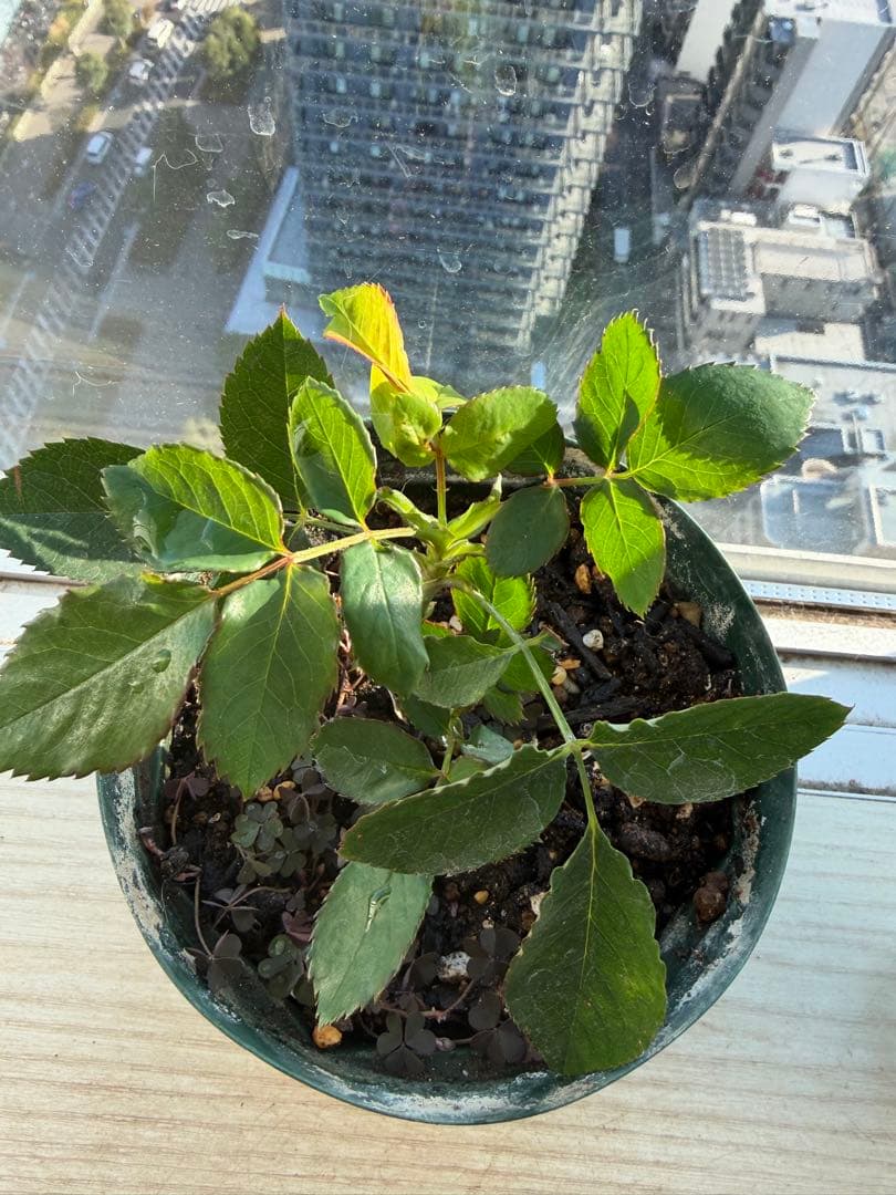 1株限定！超強香！可愛い複色！名門のフレンチローズ　バラ苗