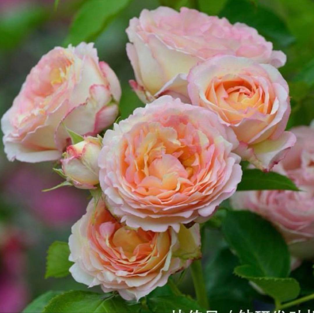 1株限定！超強香！可愛い複色！名門のフレンチローズ　バラ苗