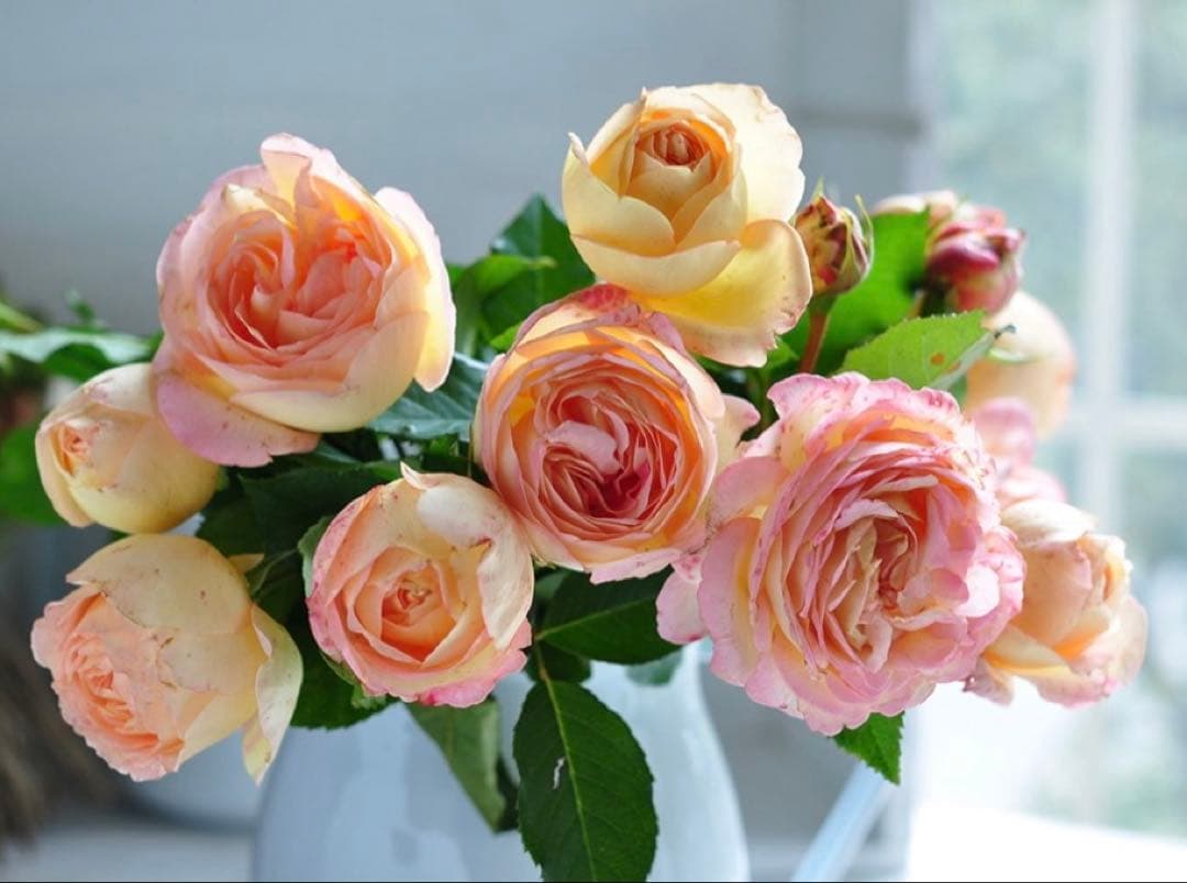 1株限定！超強香！可愛い複色！名門のフレンチローズ　バラ苗