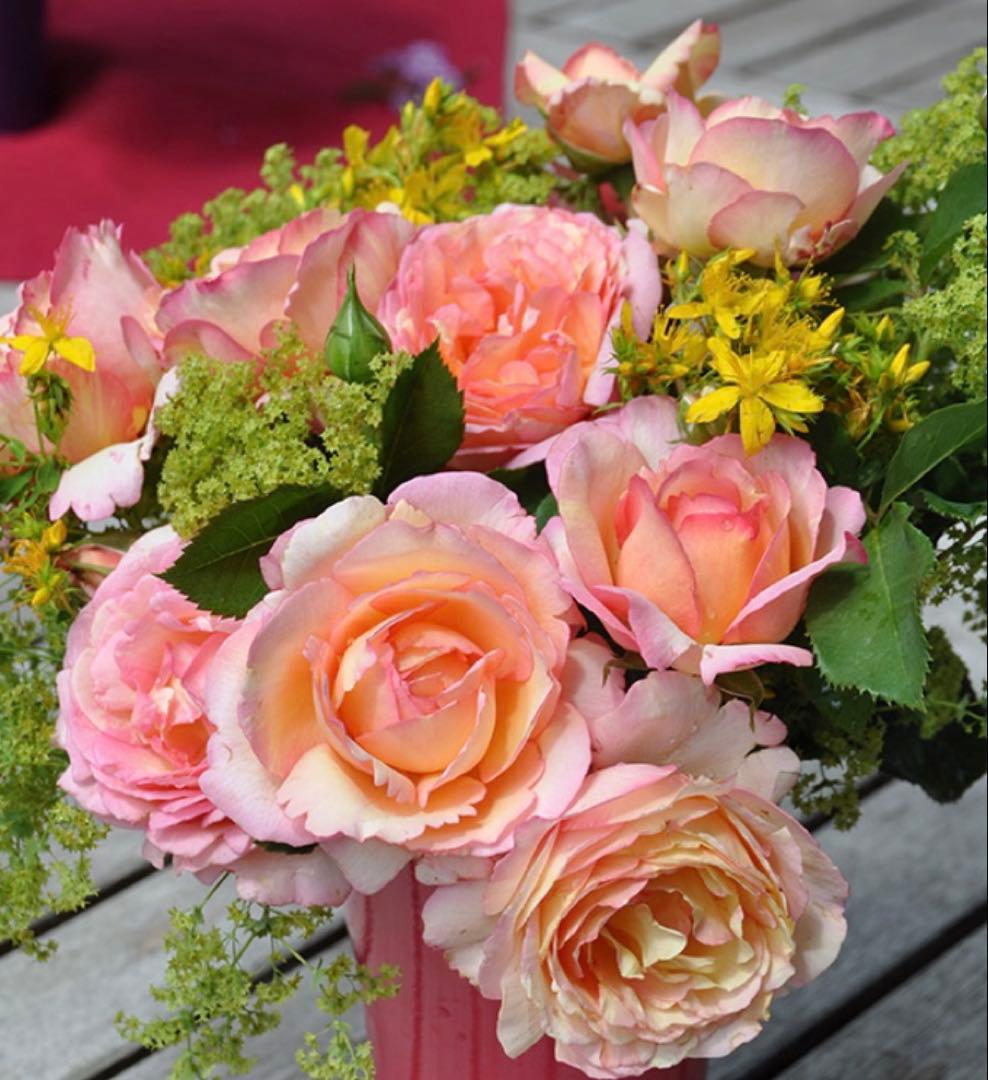 1株限定！超強香！可愛い複色！名門のフレンチローズ　バラ苗