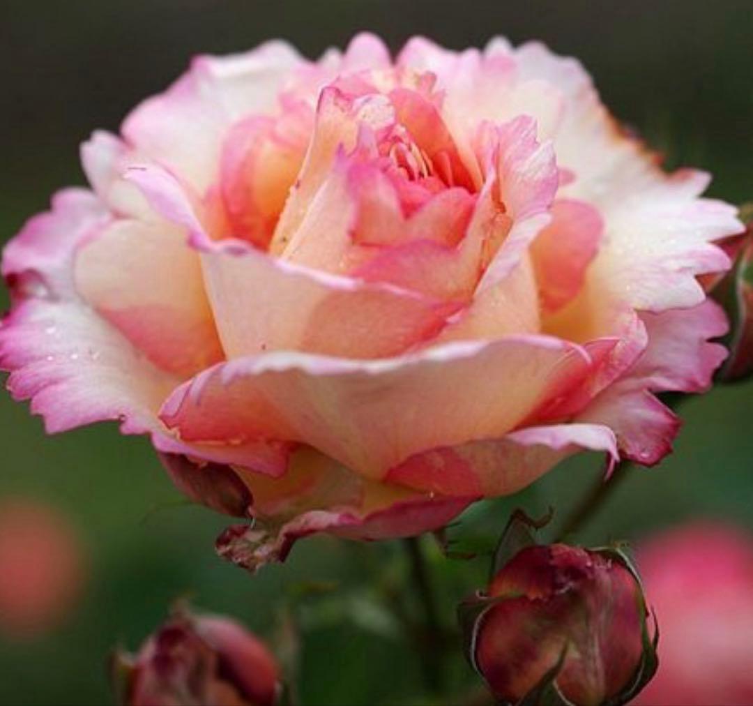 1株限定！超強香！可愛い複色！名門のフレンチローズ　バラ苗