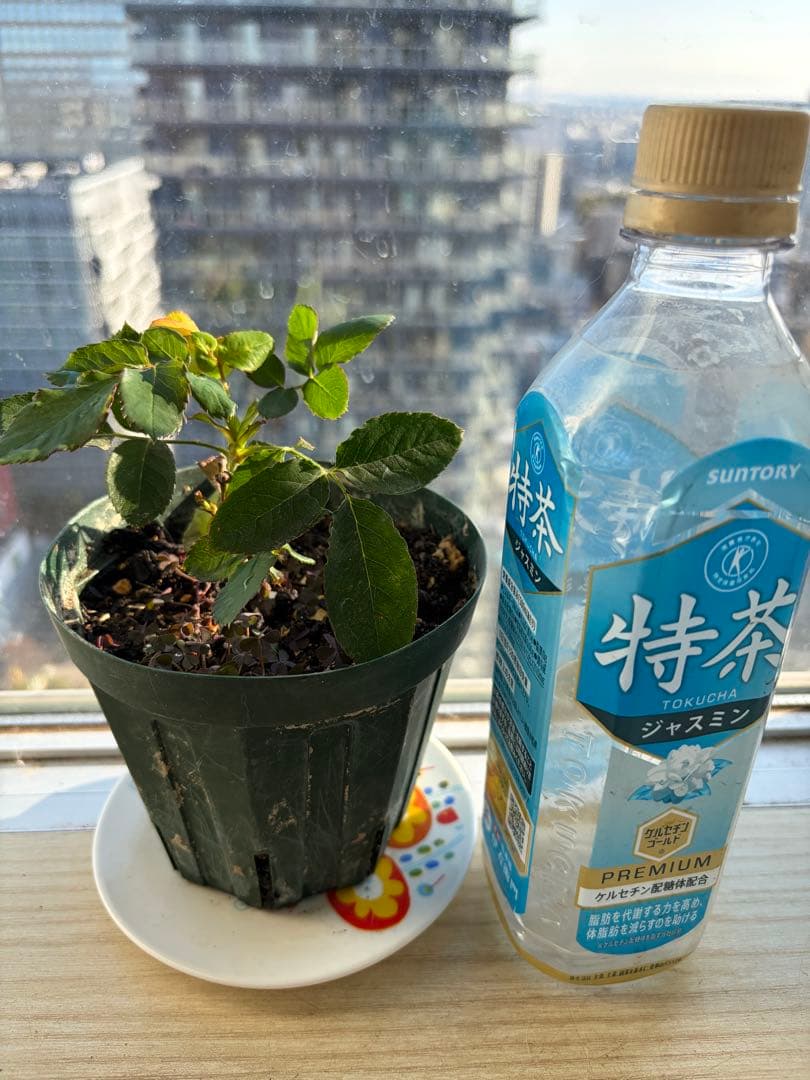 1株限定！超強香！可愛い複色！名門のフレンチローズ　バラ苗