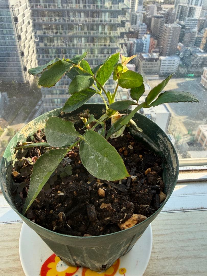 1株限定！超強香！可愛い複色！名門のフレンチローズ　バラ苗