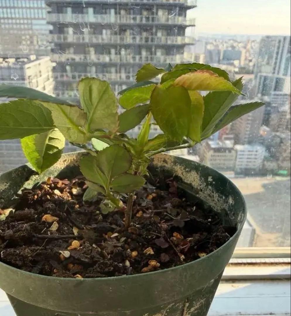 1株限定！超強香！可愛い複色！名門のフレンチローズ　バラ苗