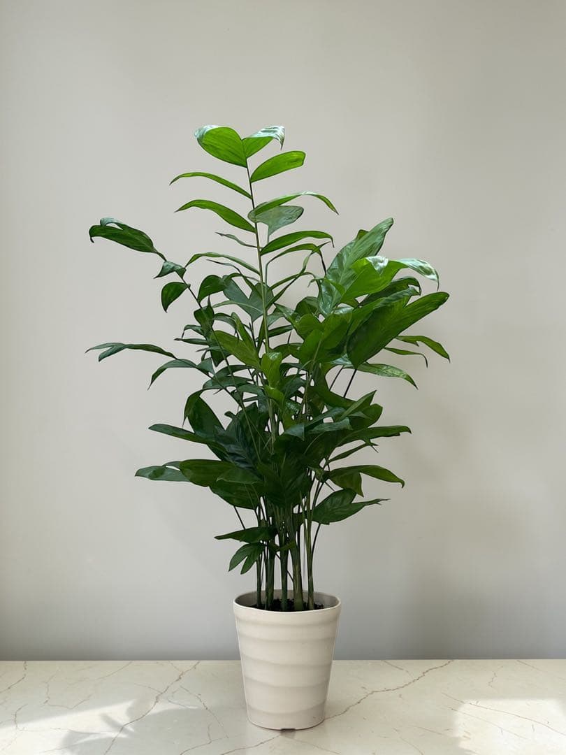 チャメドレア(ミクロスパディクス ) 110cm♪ ⑦号