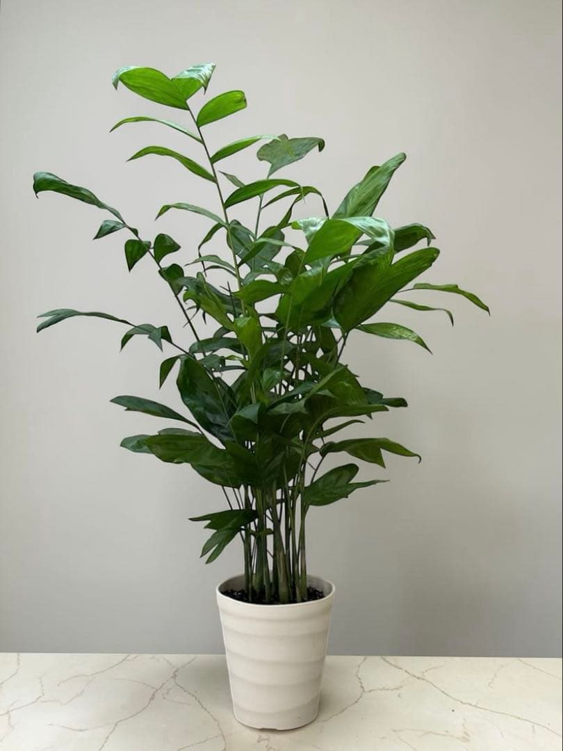 チャメドレア(ミクロスパディクス ) 110cm♪ ⑦号