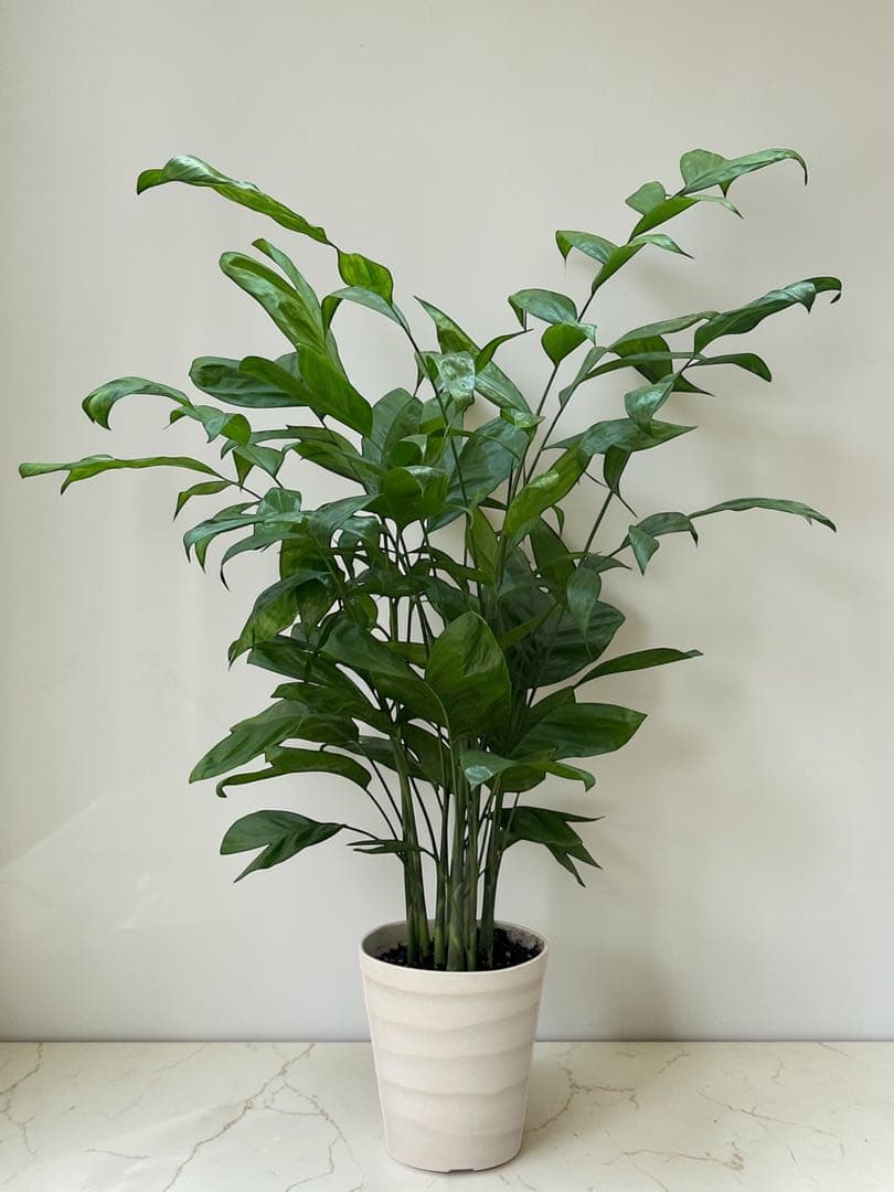 チャメドレア(ミクロスパディクス ) 110cm♪ ⑦号