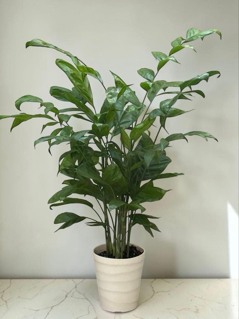 チャメドレア(ミクロスパディクス ) 110cm♪ ⑦号