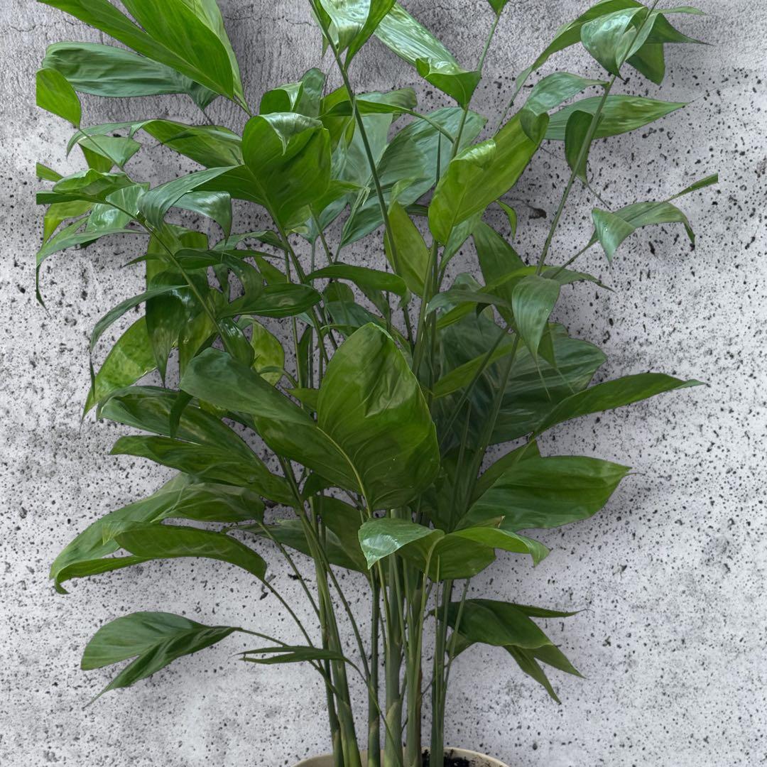 チャメドレア(ミクロスパディクス ) 110cm♪ ⑦号