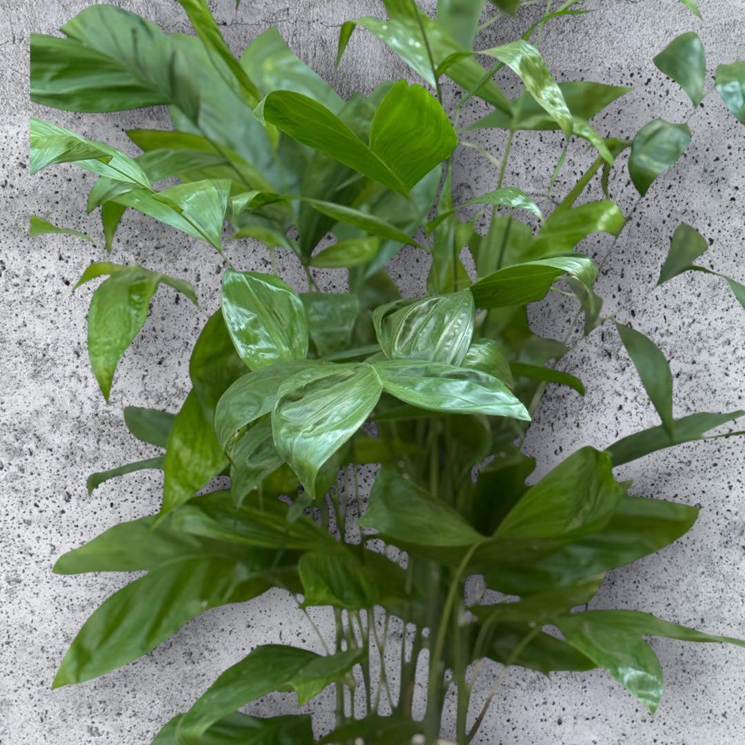 チャメドレア(ミクロスパディクス ) 110cm♪ ⑦号