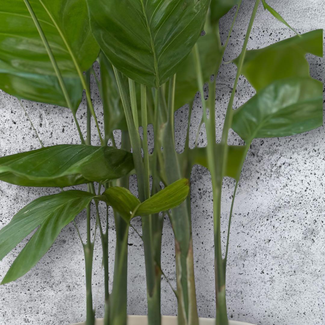 チャメドレア(ミクロスパディクス ) 110cm♪ ⑦号