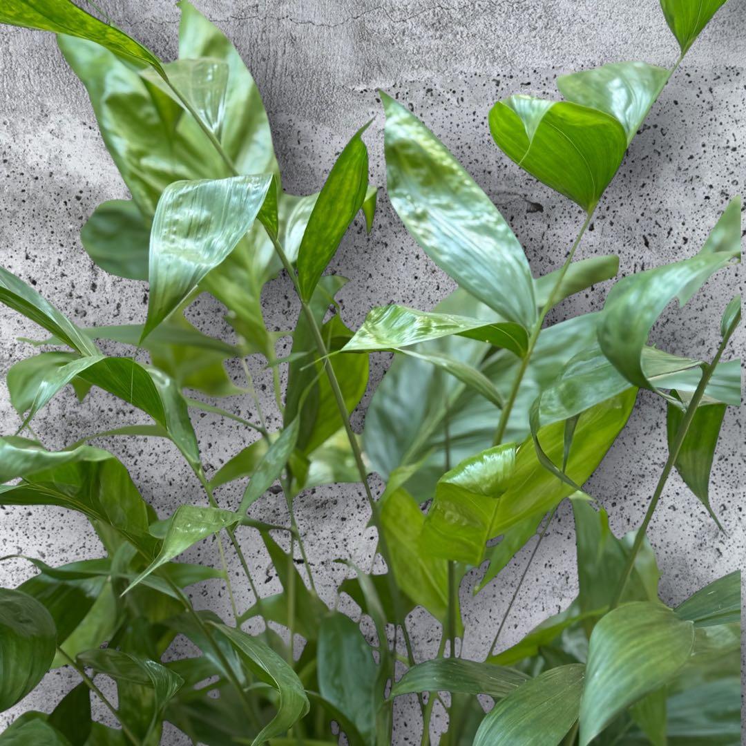 チャメドレア(ミクロスパディクス ) 110cm♪ ⑦号