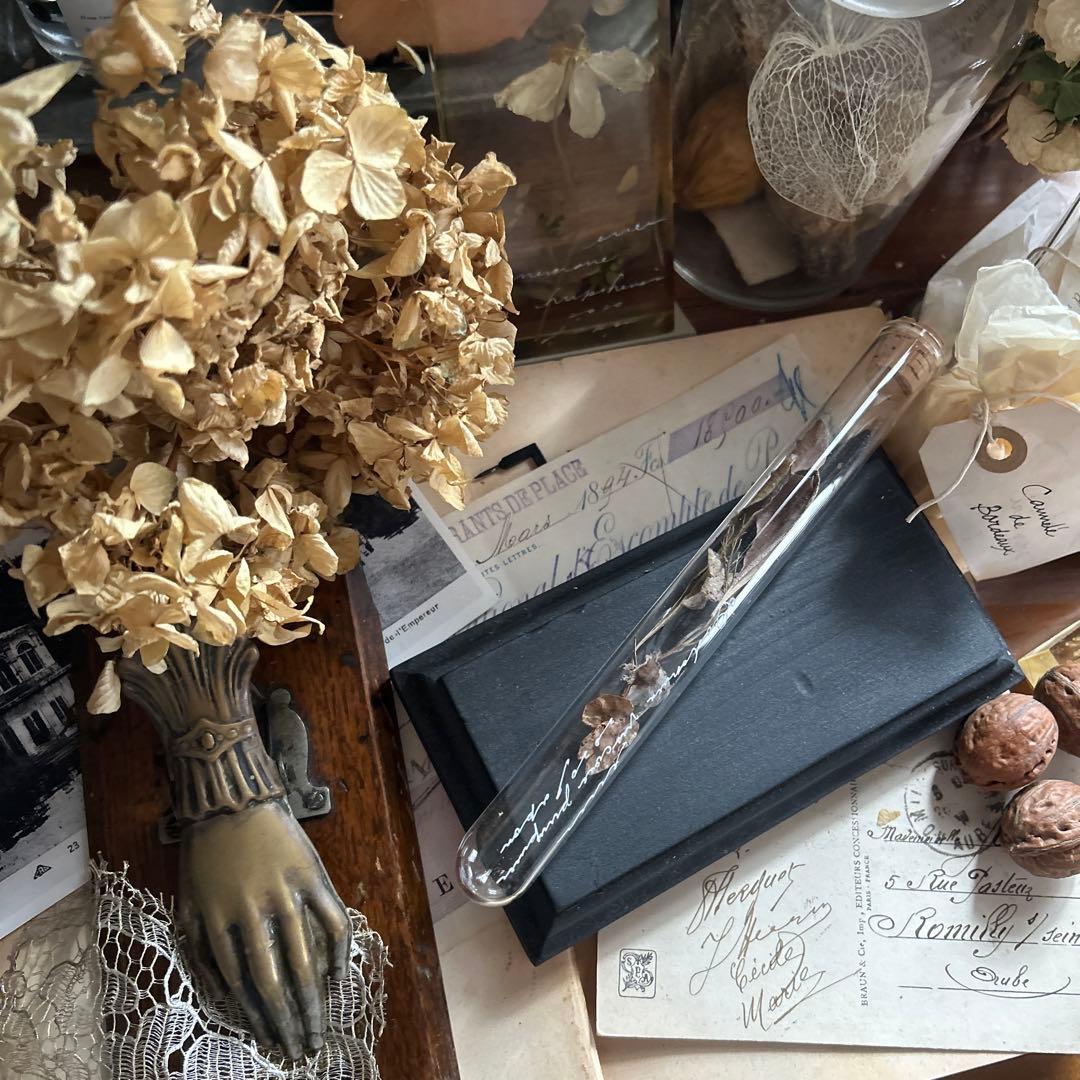 errer 植物学名 試験管標本 植物標本 筆記体 アンティーク