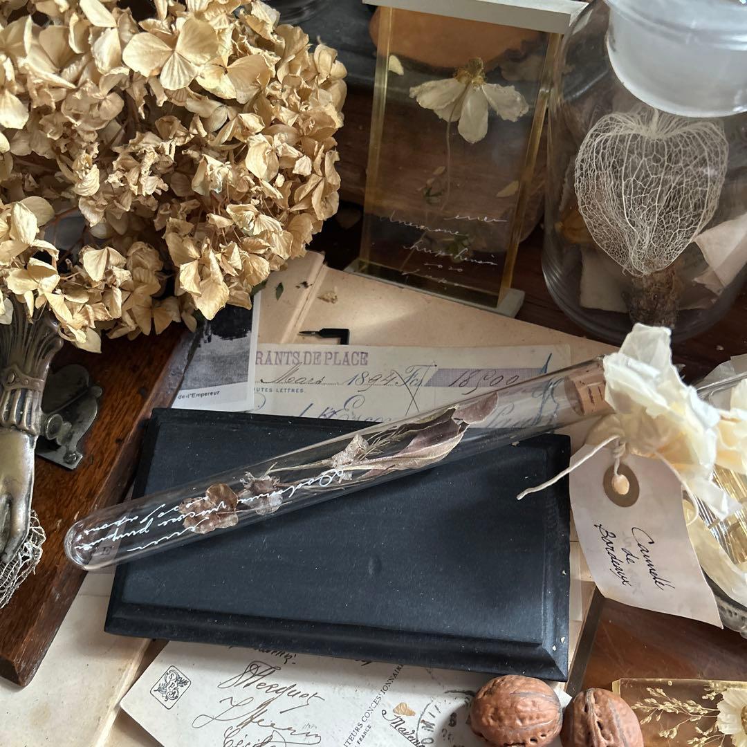 errer 植物学名 試験管標本 植物標本 筆記体 アンティーク