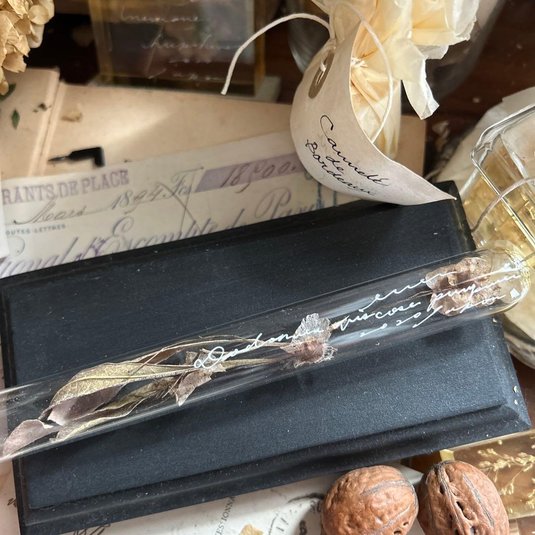 errer 植物学名 試験管標本 植物標本 筆記体 アンティーク