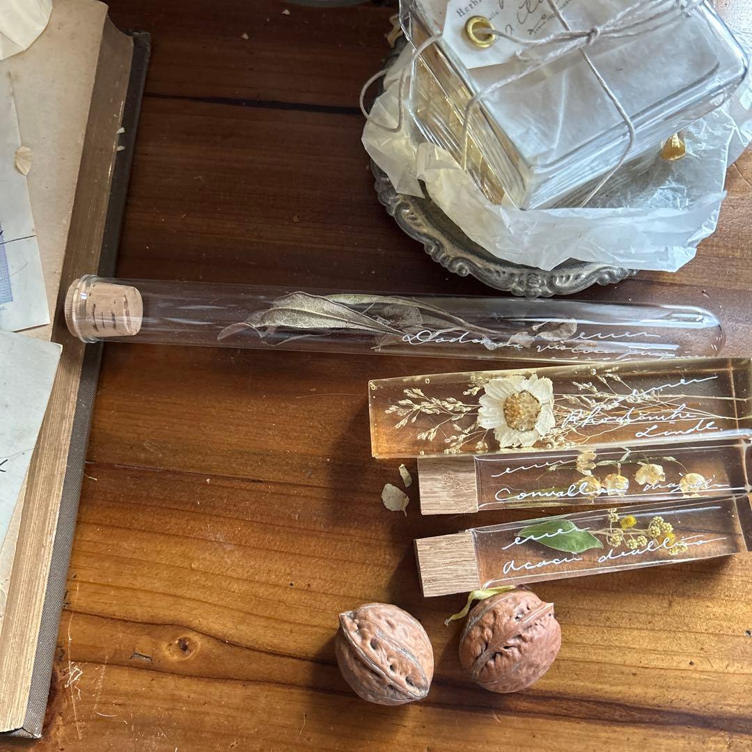 errer 植物学名 試験管標本 植物標本 筆記体 アンティーク