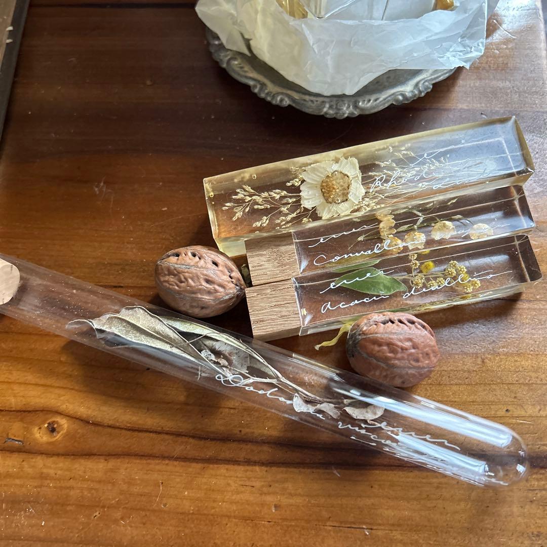 errer 植物学名 試験管標本 植物標本 筆記体 アンティーク