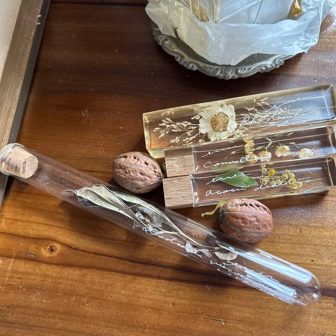 errer 植物学名 試験管標本 植物標本 筆記体 アンティーク