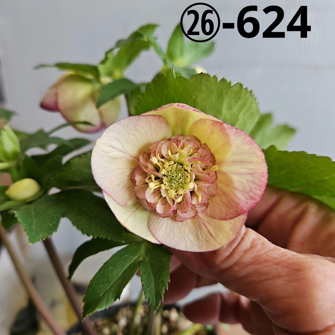 ㉖-624クリスマスローズ