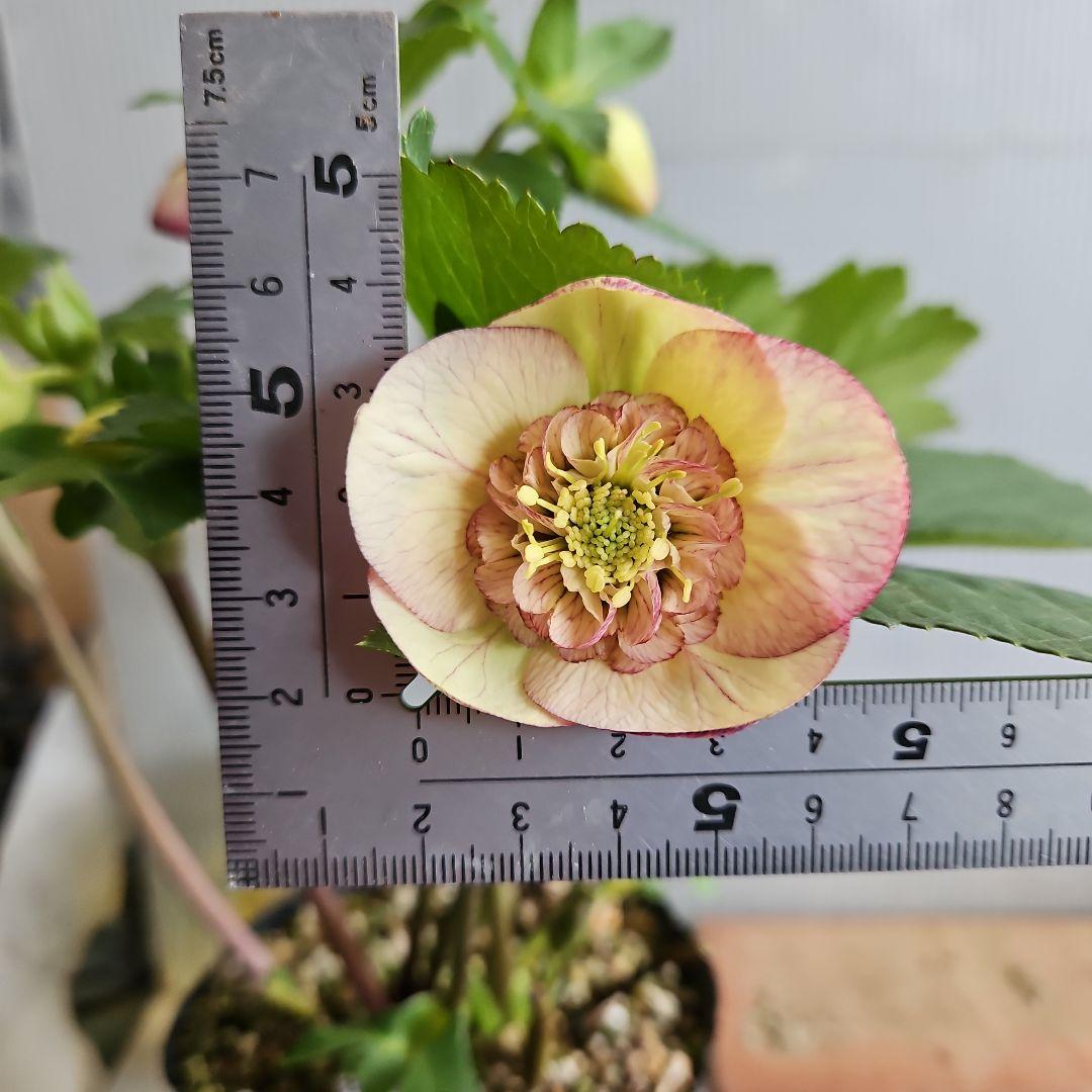 ㉖-624クリスマスローズ