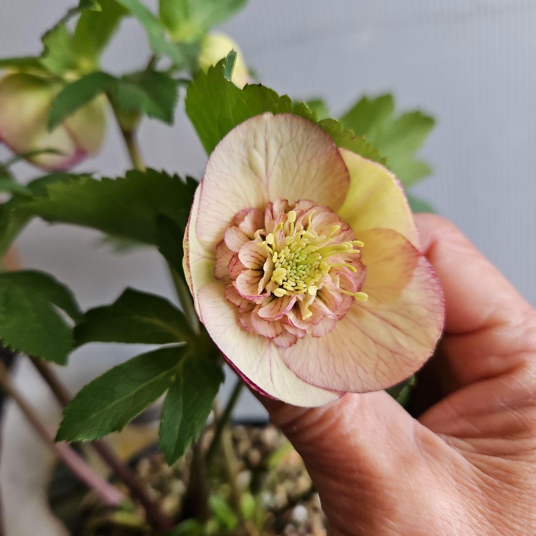 ㉖-624クリスマスローズ