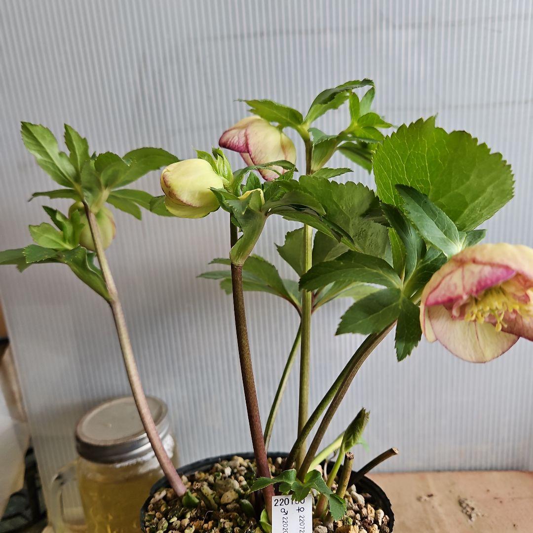 ㉖-624クリスマスローズ