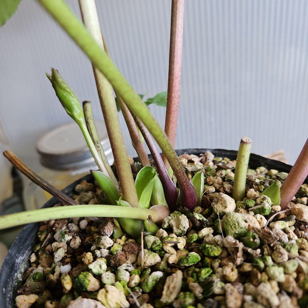 ㉖-624クリスマスローズ