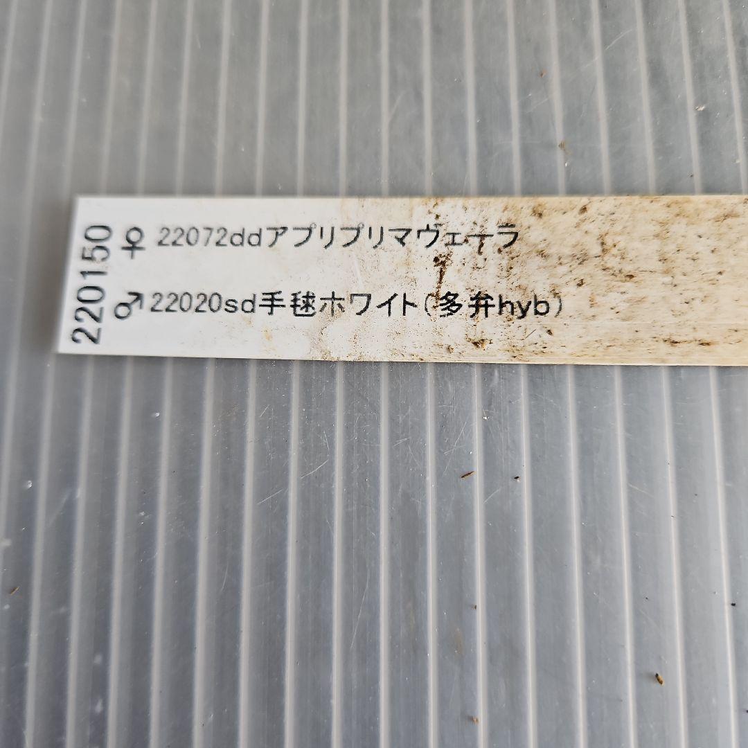 ㉖-624クリスマスローズ