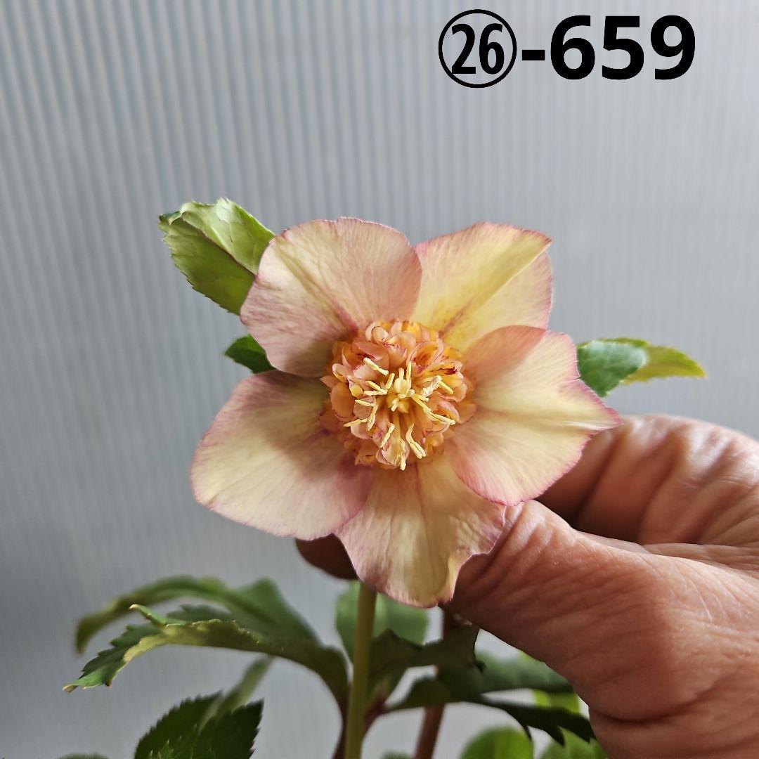 ㉖-659クリスマスローズ