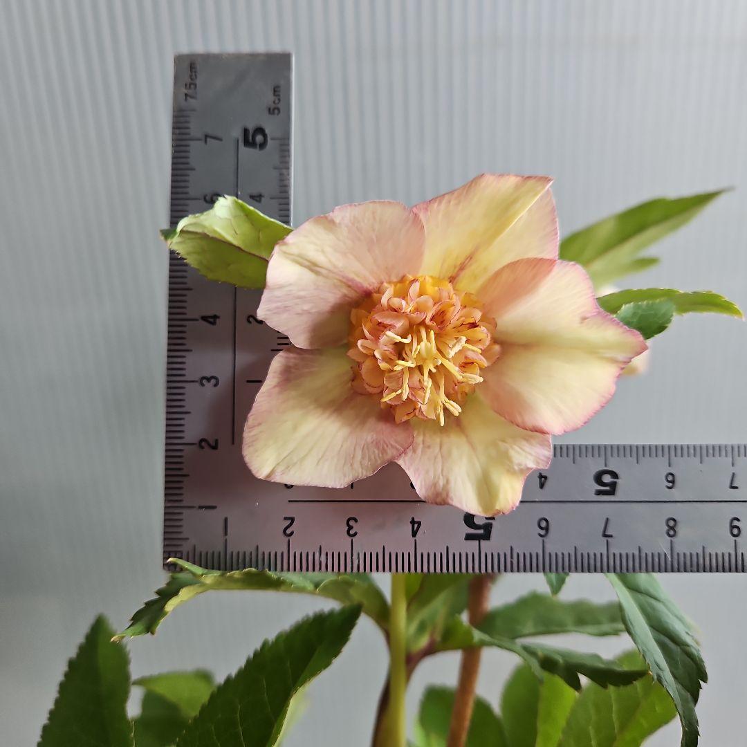 ㉖-659クリスマスローズ