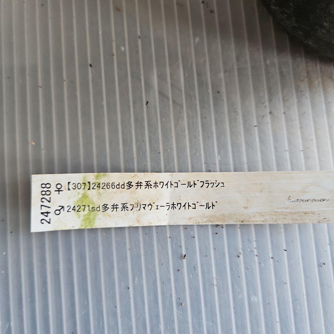 ㉖-659クリスマスローズ