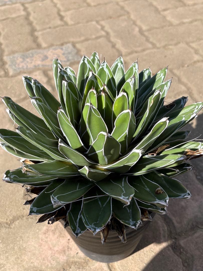 アガベ　特大6号鉢　笹雪