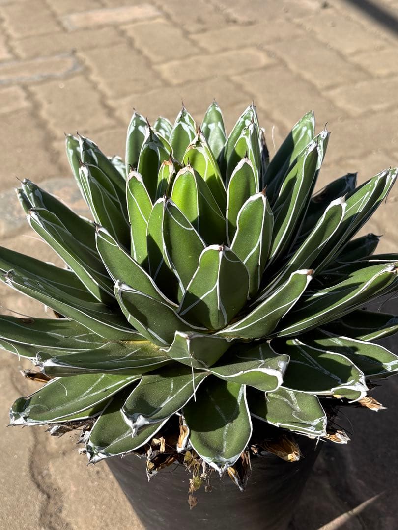 アガベ　特大6号鉢　笹雪