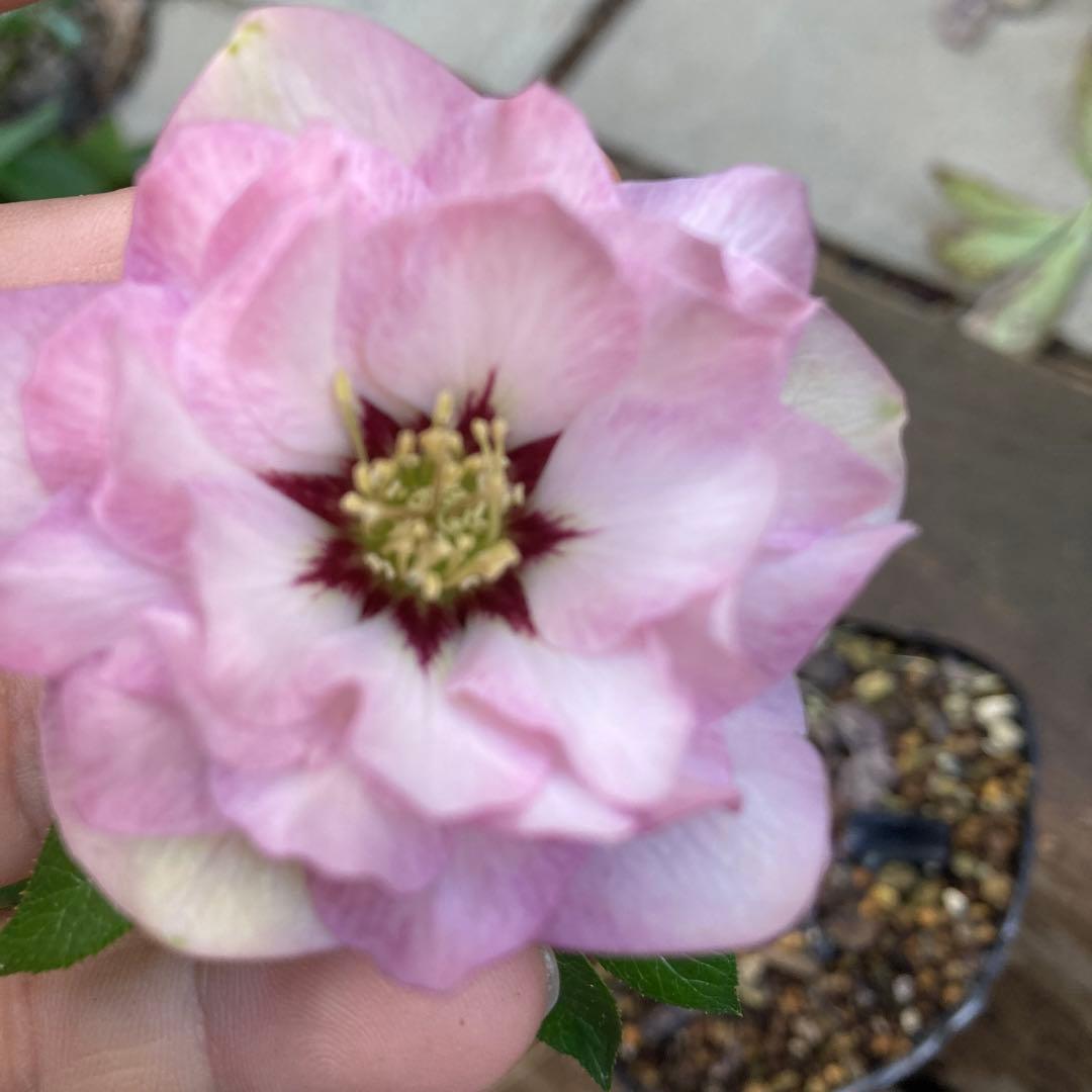 クリスマスローズ　ピンク　ダークネクタリー