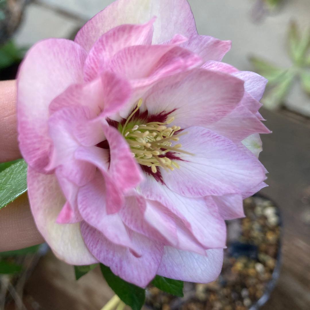 クリスマスローズ　ピンク　ダークネクタリー