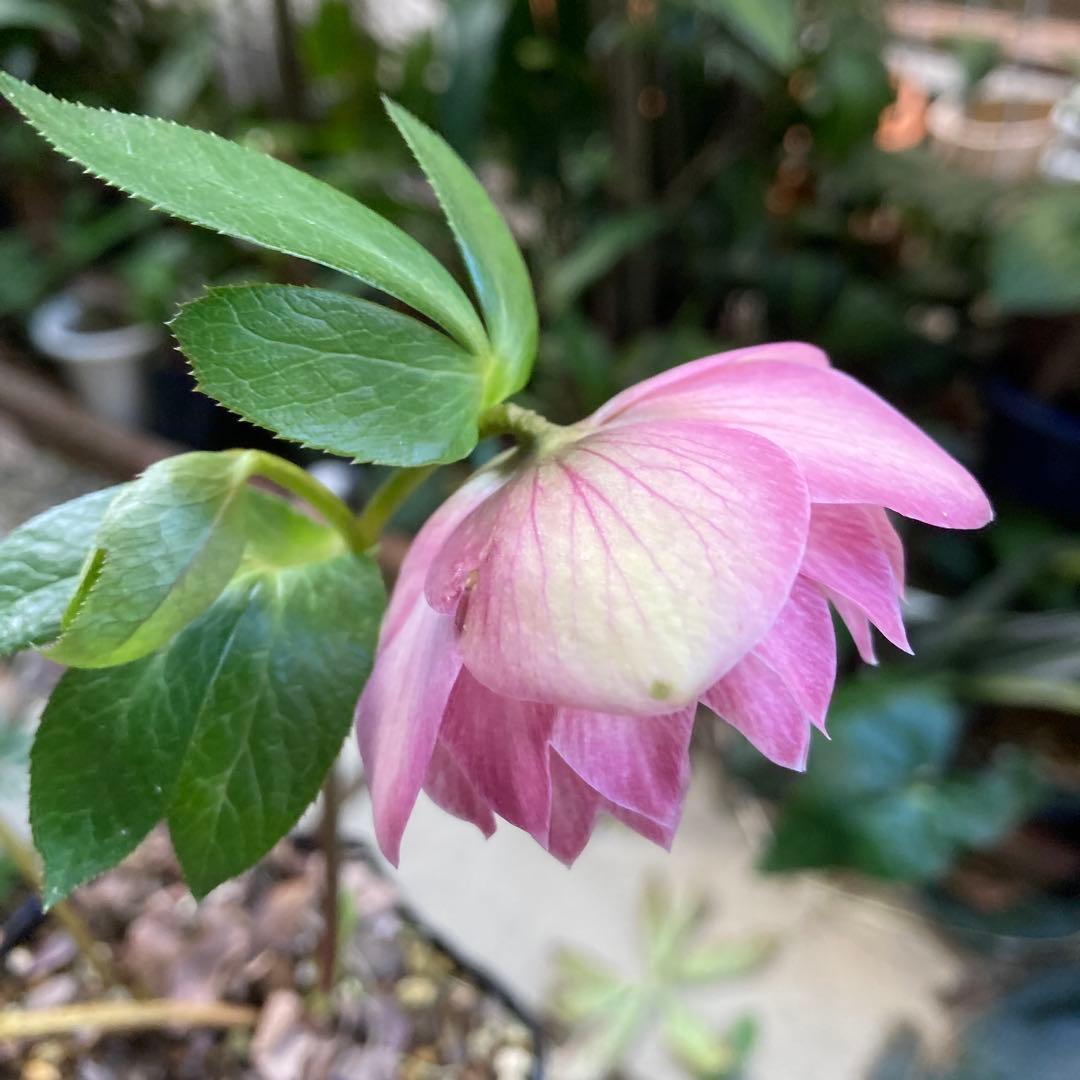 クリスマスローズ　ピンク　ダークネクタリー