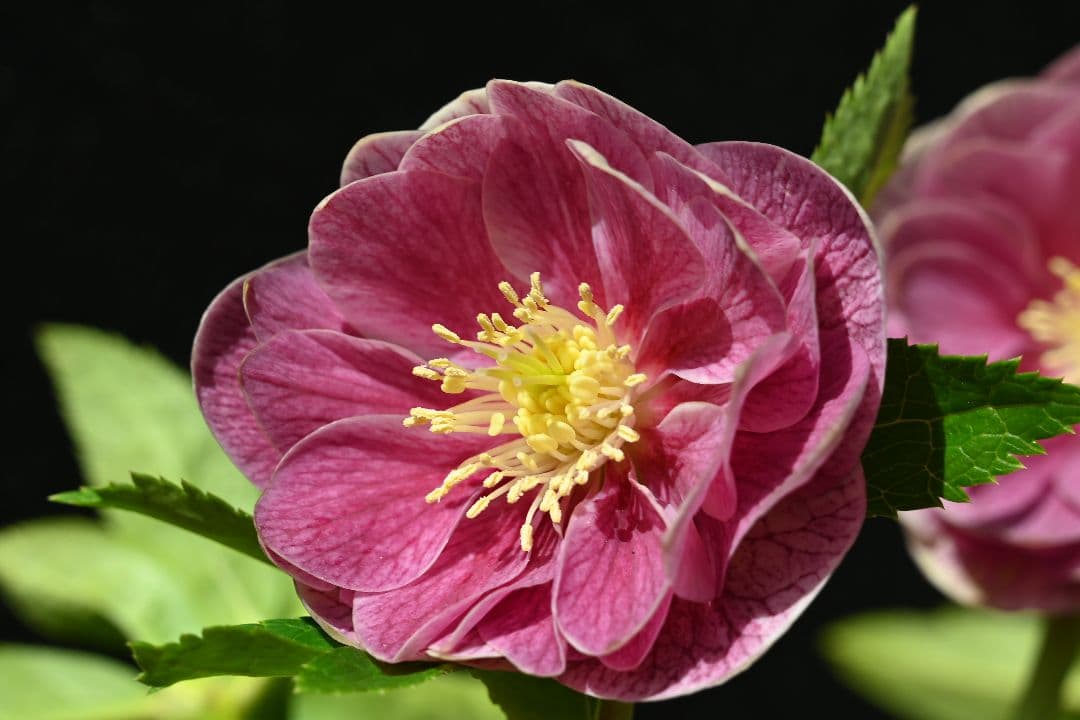 クリスマスローズ　ddレッドリバーシブル　加藤農園