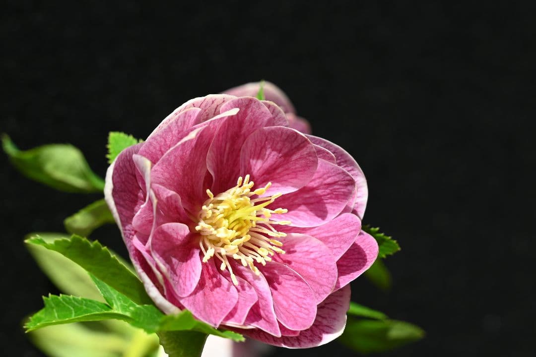 クリスマスローズ　ddレッドリバーシブル　加藤農園