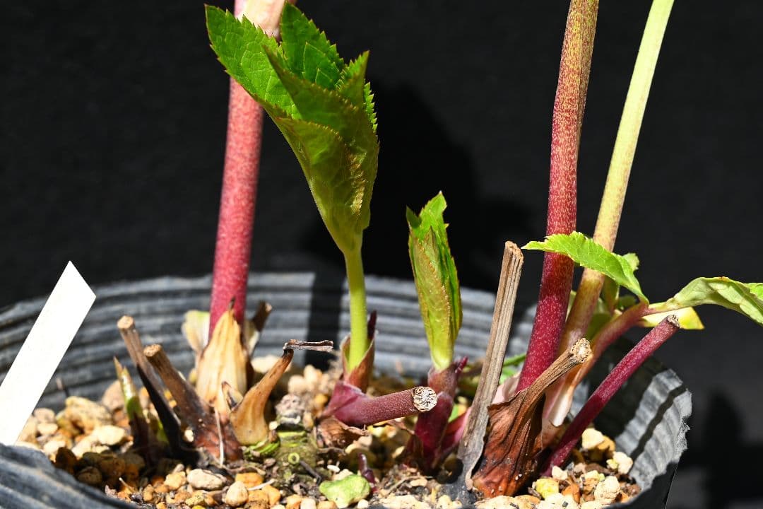 クリスマスローズ　ddレッドリバーシブル　加藤農園