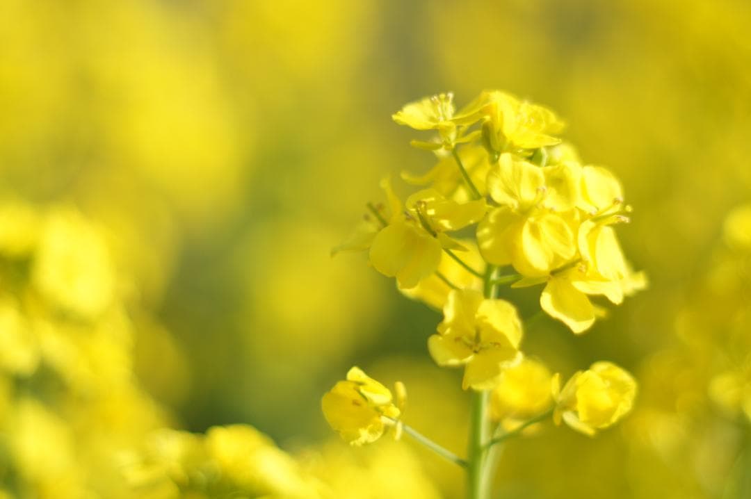 作例有_極美フレア✨ PENTAX スーパータクマー 55mm f1.8 後期
