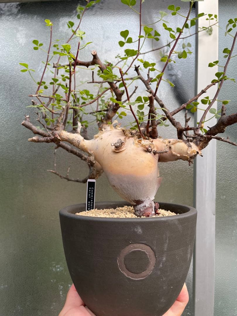 塊根植物 QUTOTEN黒鉢付き コミフォラ カタフ ピュア