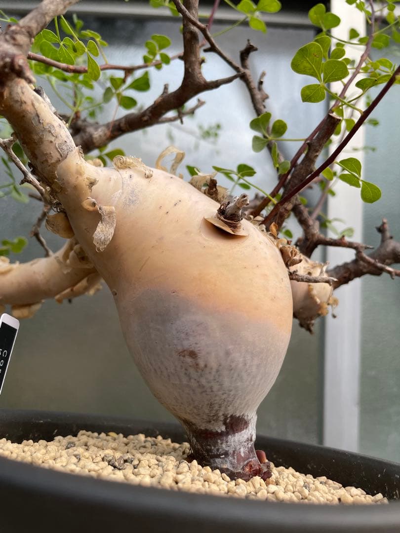 塊根植物 QUTOTEN黒鉢付き コミフォラ カタフ ピュア