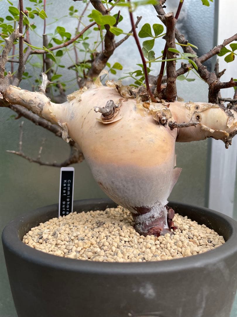 塊根植物 QUTOTEN黒鉢付き コミフォラ カタフ ピュア