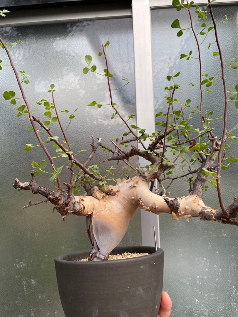 塊根植物 QUTOTEN黒鉢付き コミフォラ カタフ ピュア